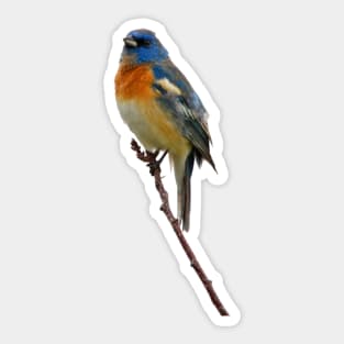 Lazuli Bunting Sticker